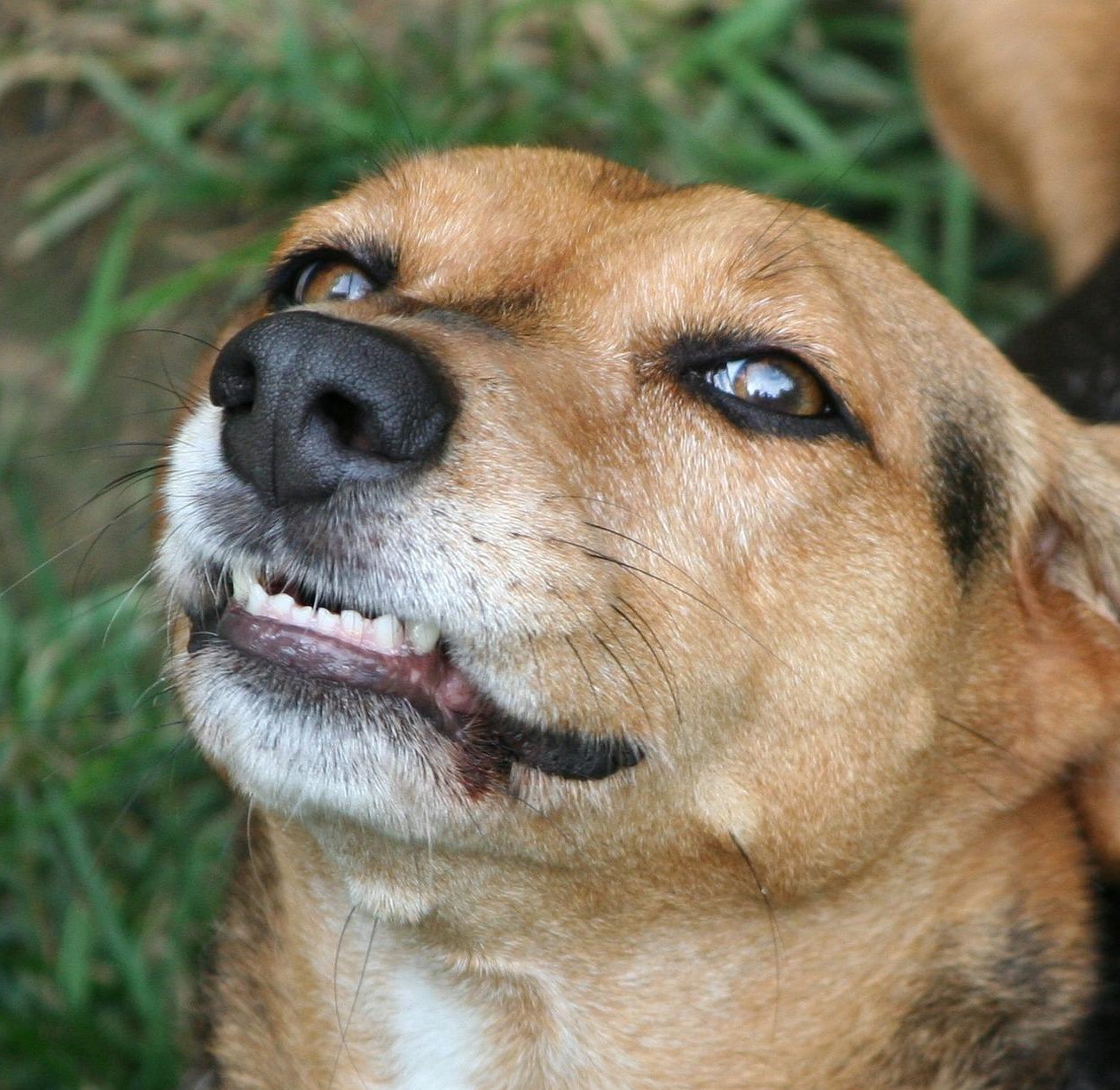 Baseinas šunims: pramogos ir nauda sveikatai